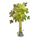Bewitched Elm