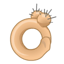 Anillo Bsceno