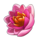 Loto de Nenúflor