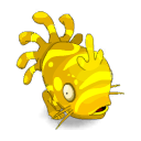 Mulagua dorada salvaje