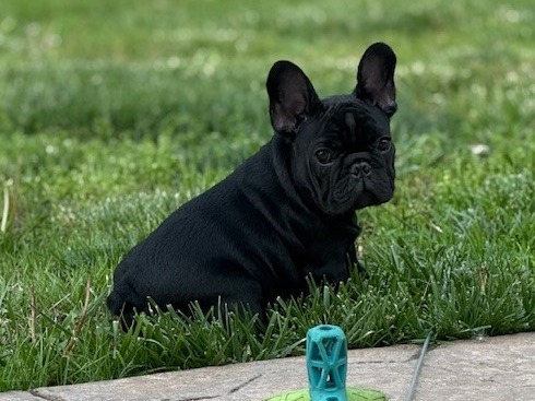 Litter Santino x Delilah 