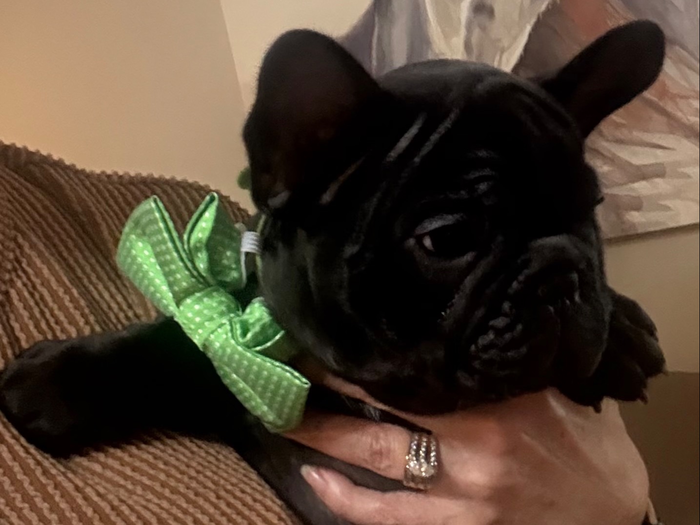 puppy