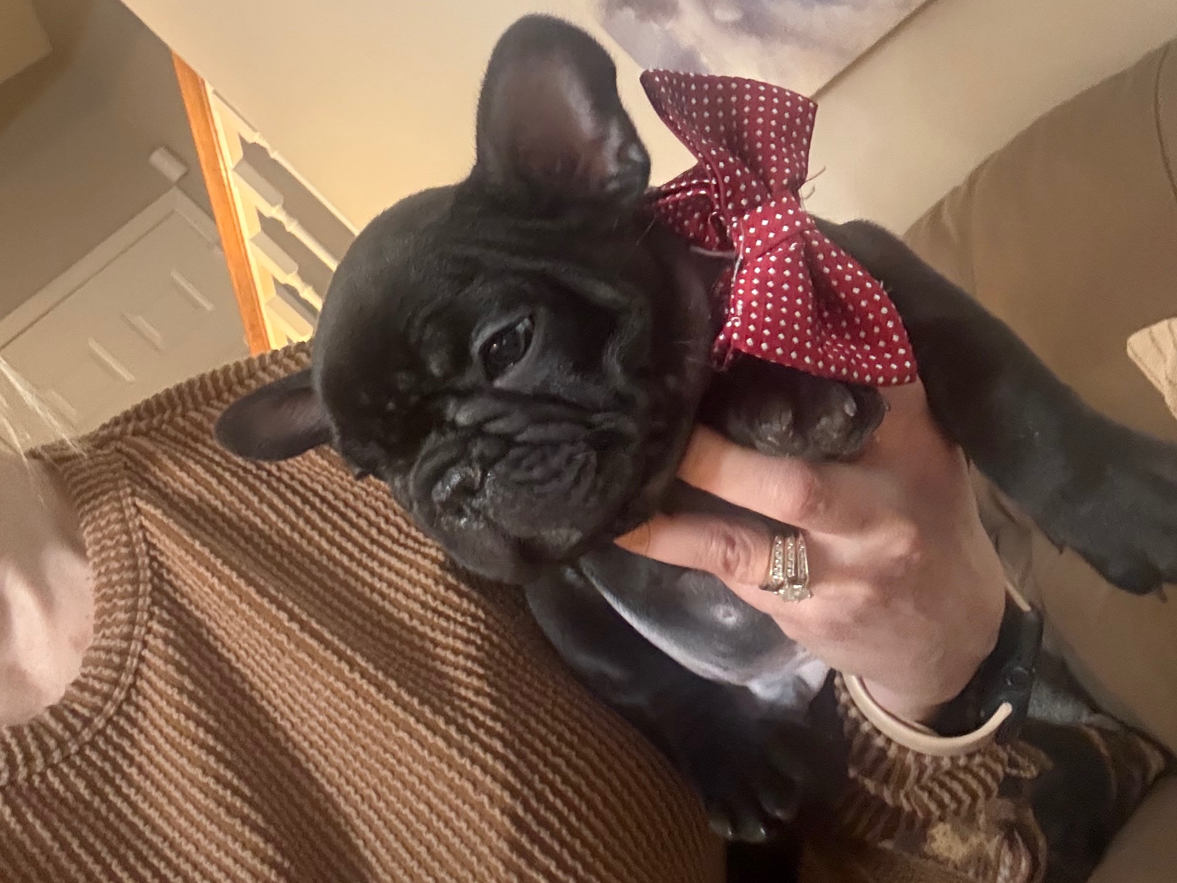 puppy
