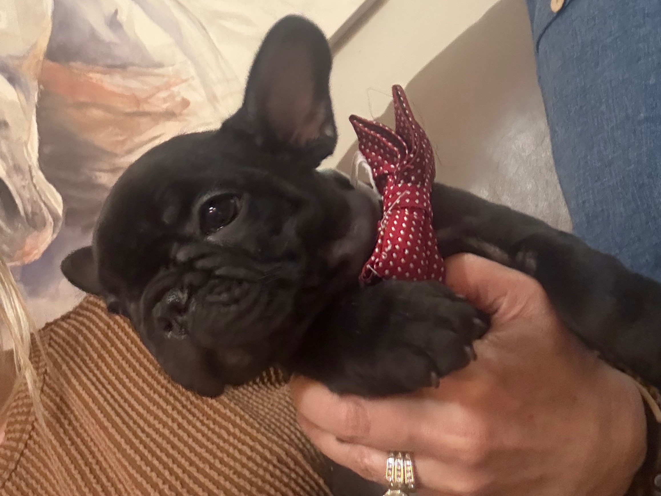 Puppy Preview 4