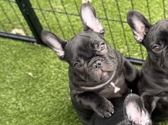 puppy