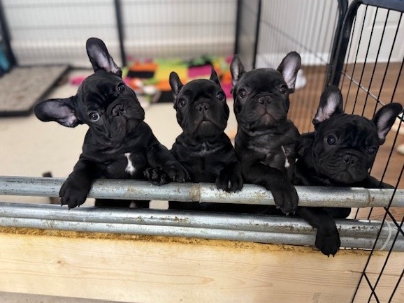 Puppy Preview 5