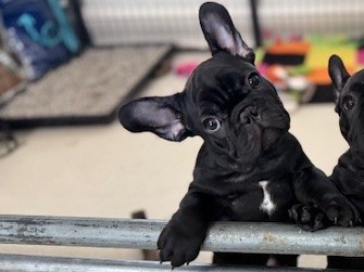 Puppy Preview 6