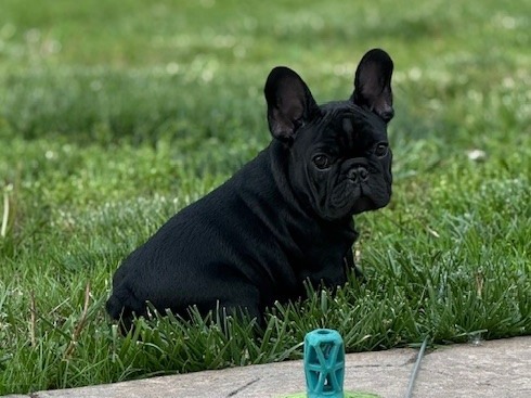puppy