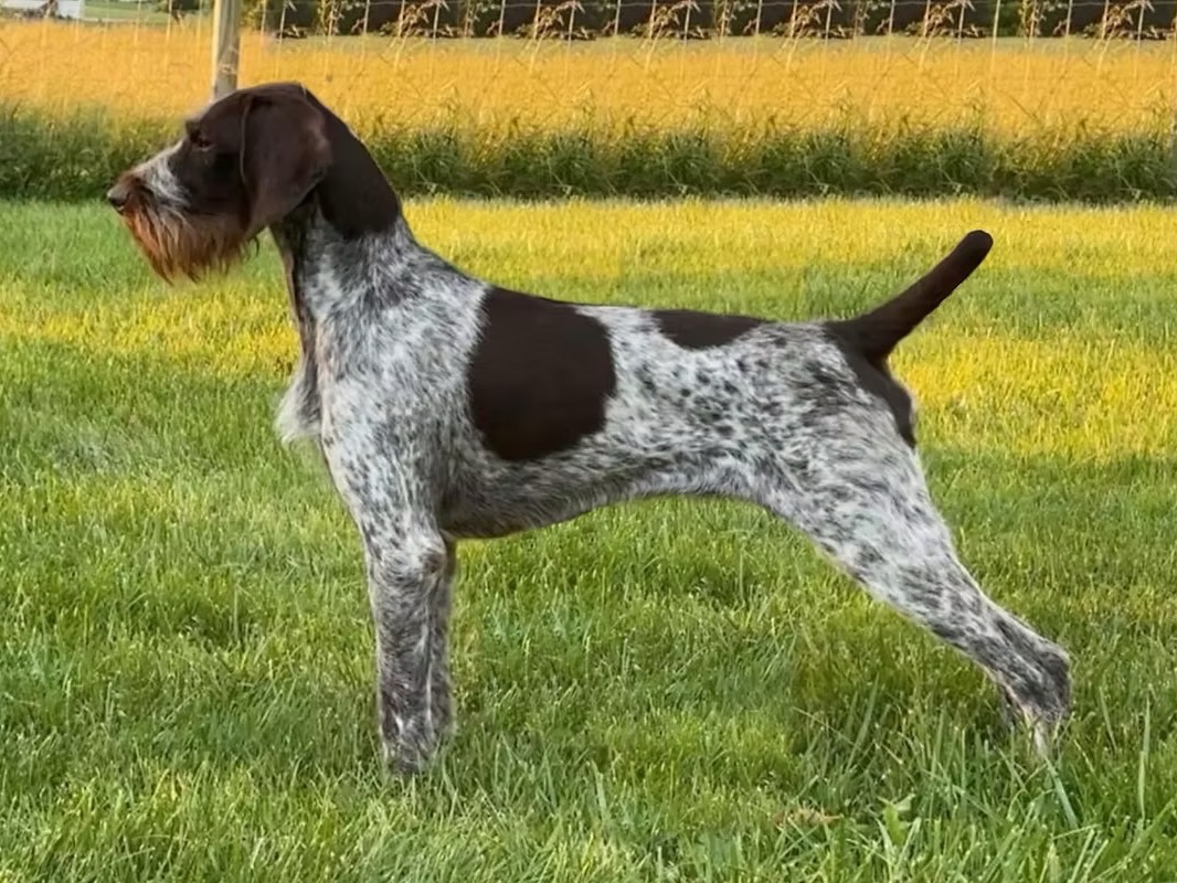 Dog Ralph