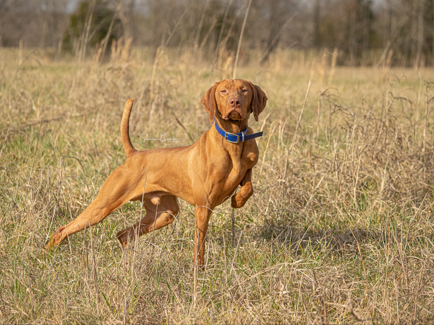 Dog Honor