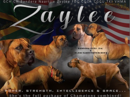 Dog Zaylee