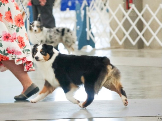 Dog Bubbles