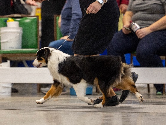 Dog Tunee