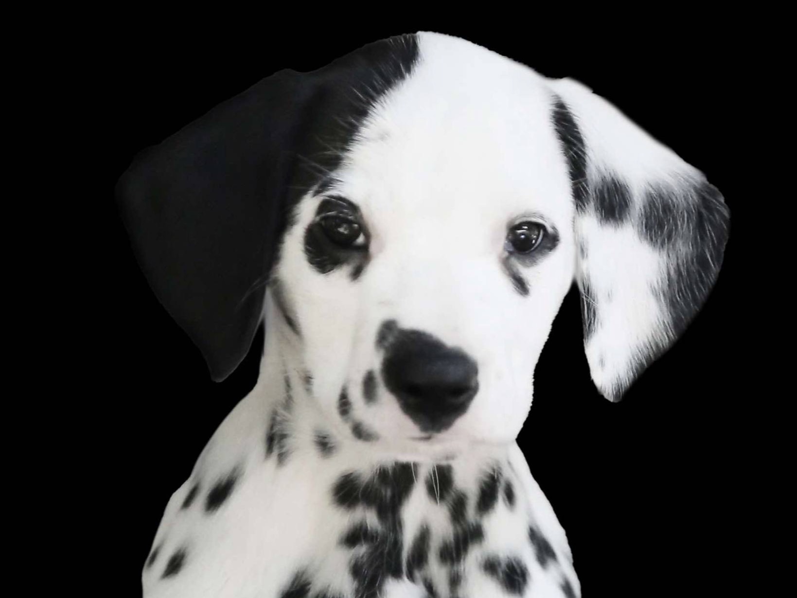 puppy