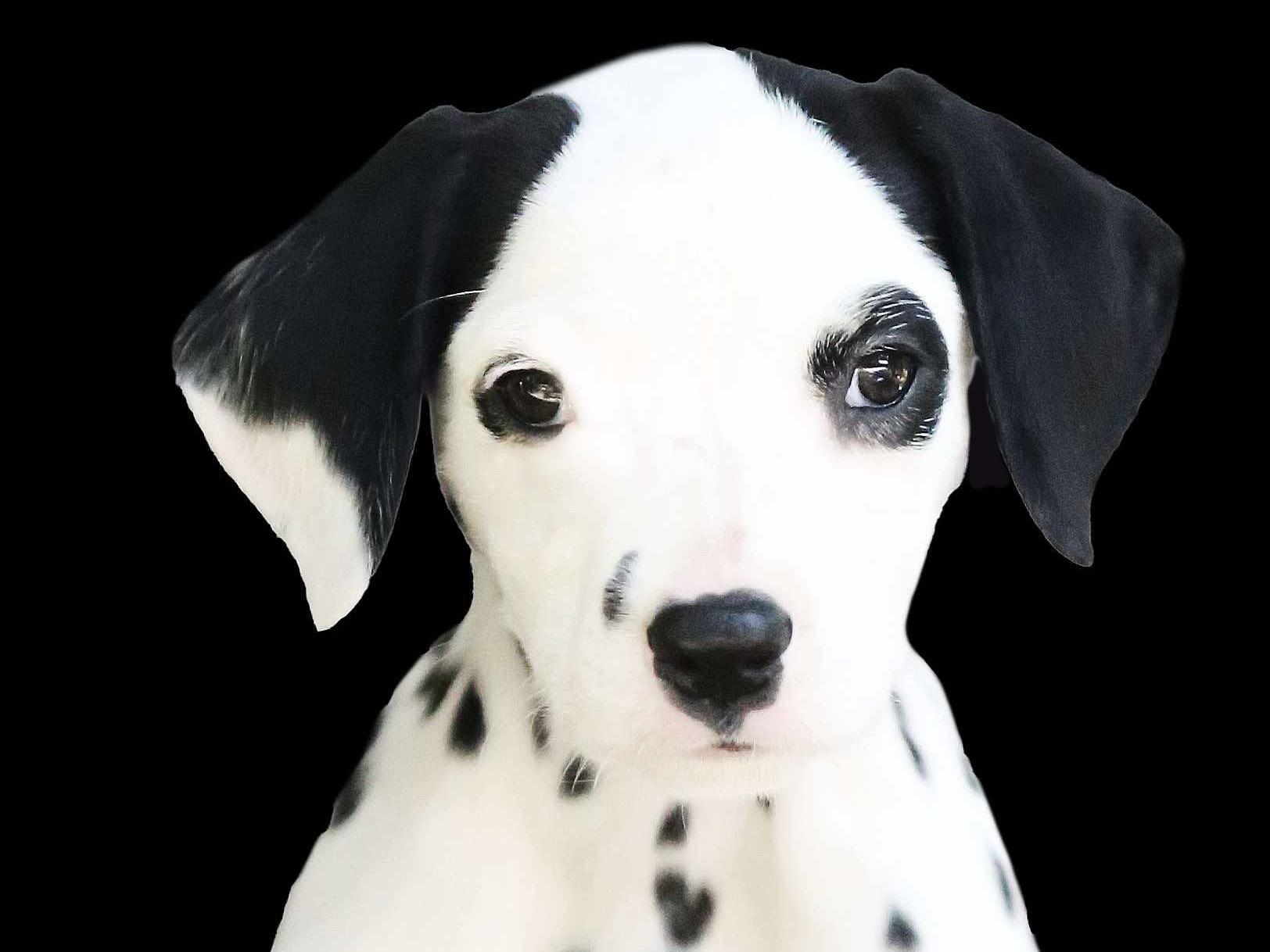 puppy