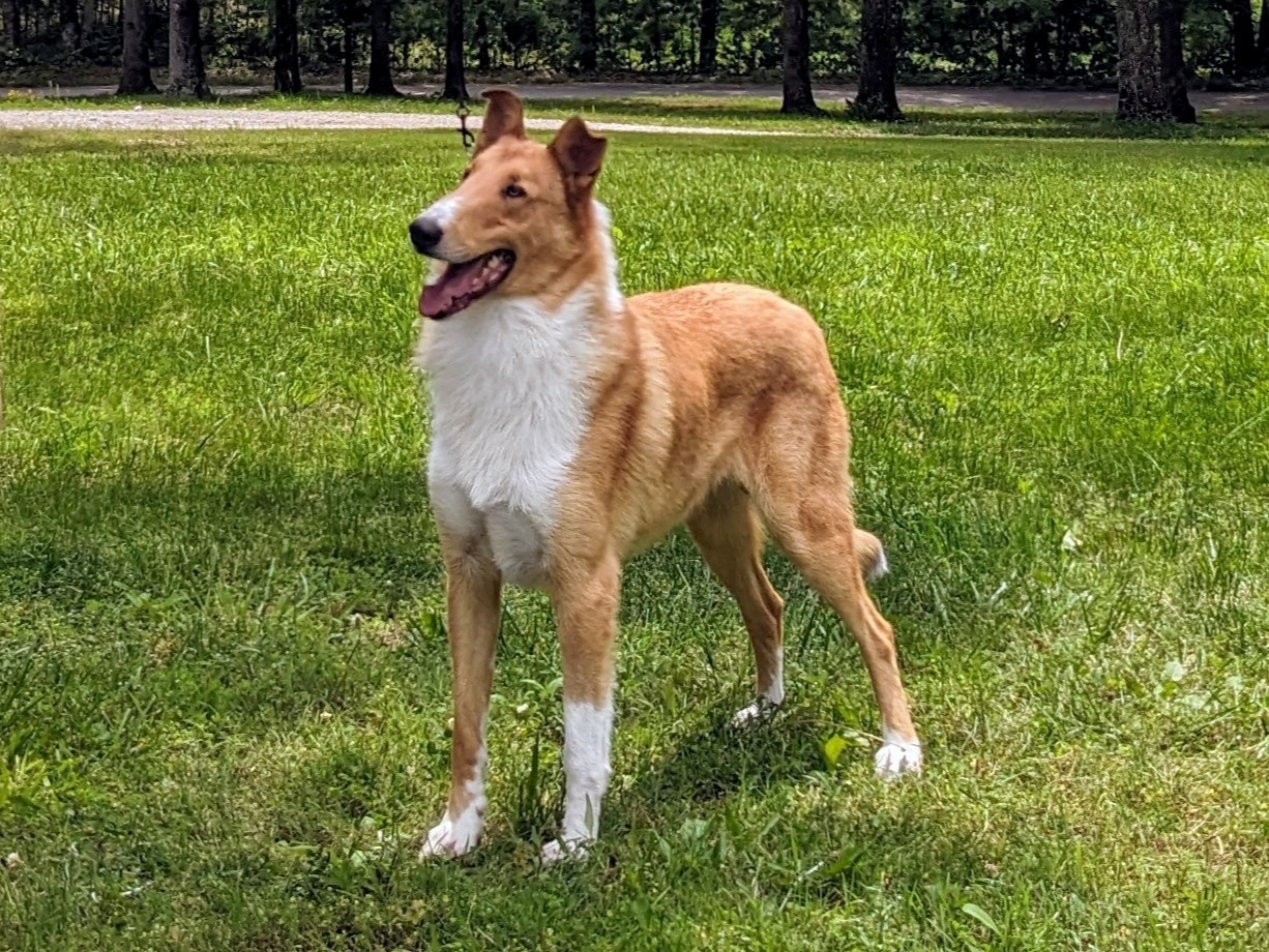 Dog August