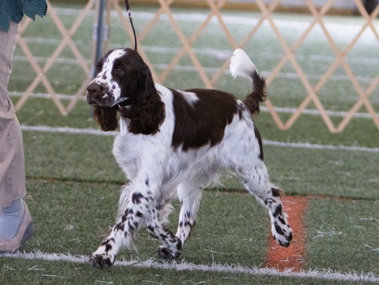 Dog Moo