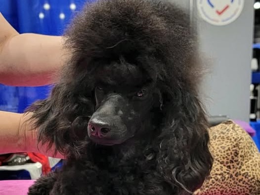Dog Cajun