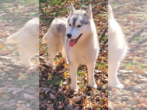 Dog Vega