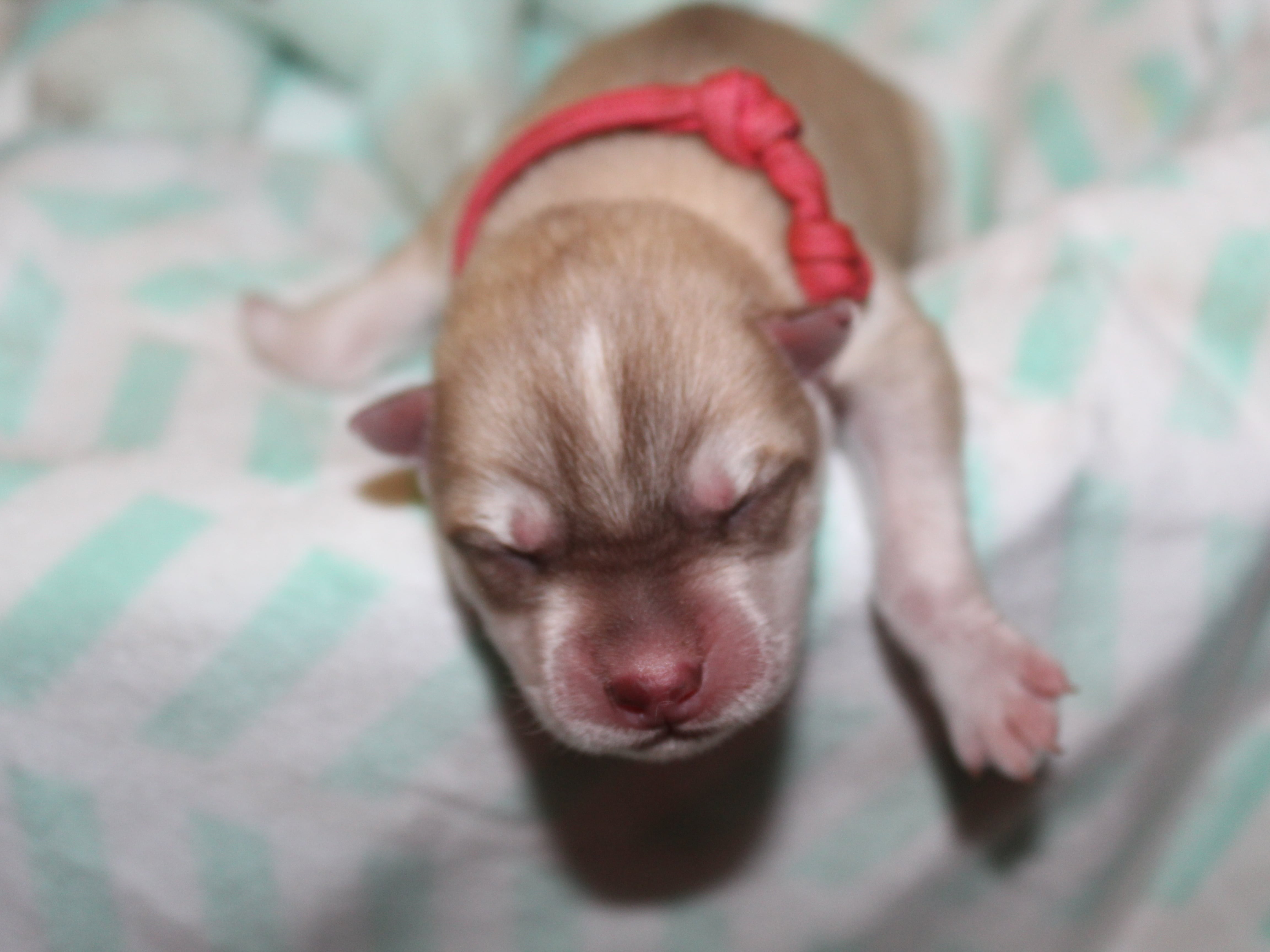 Puppy Preview 4