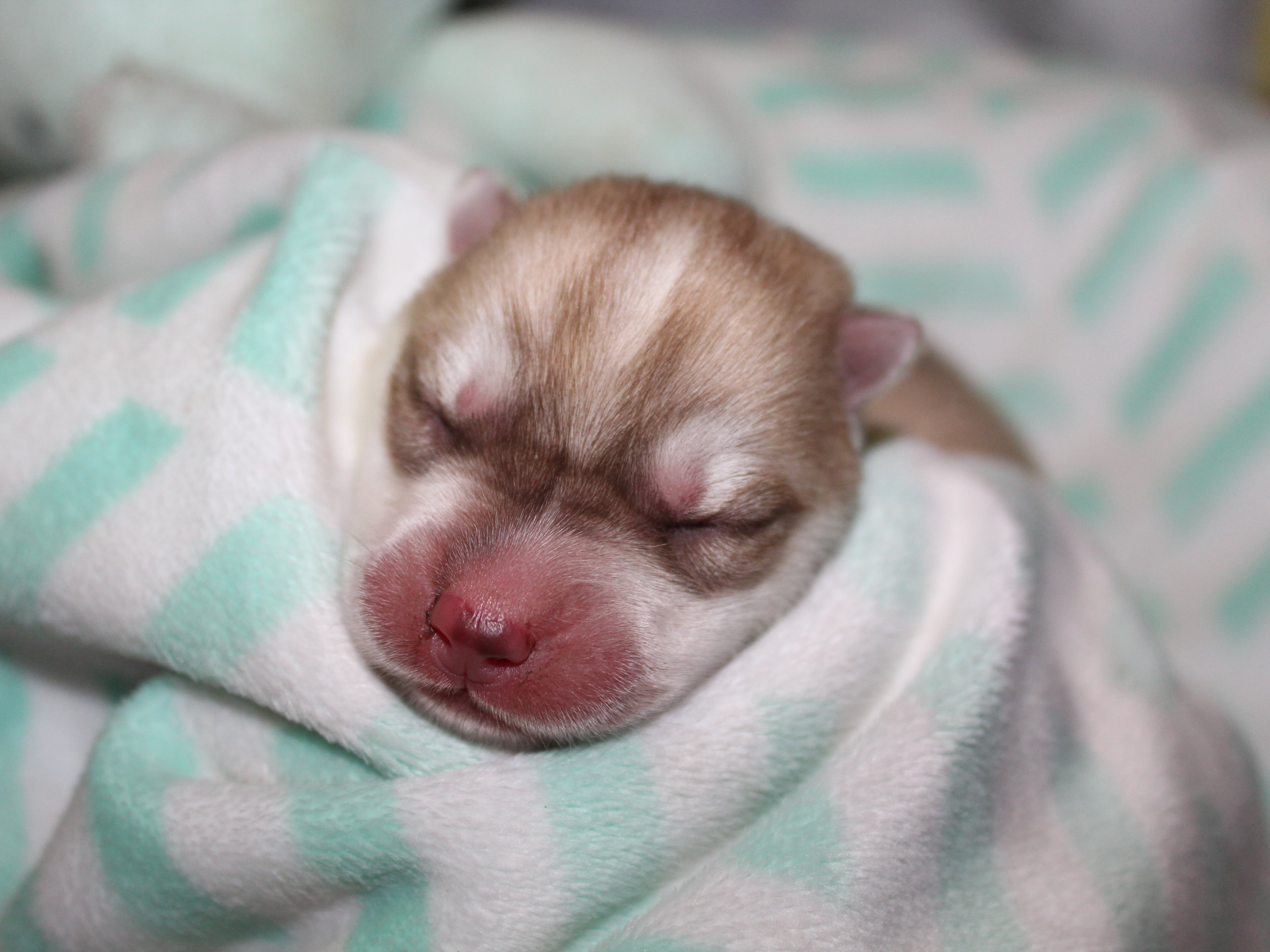 Puppy Preview 5