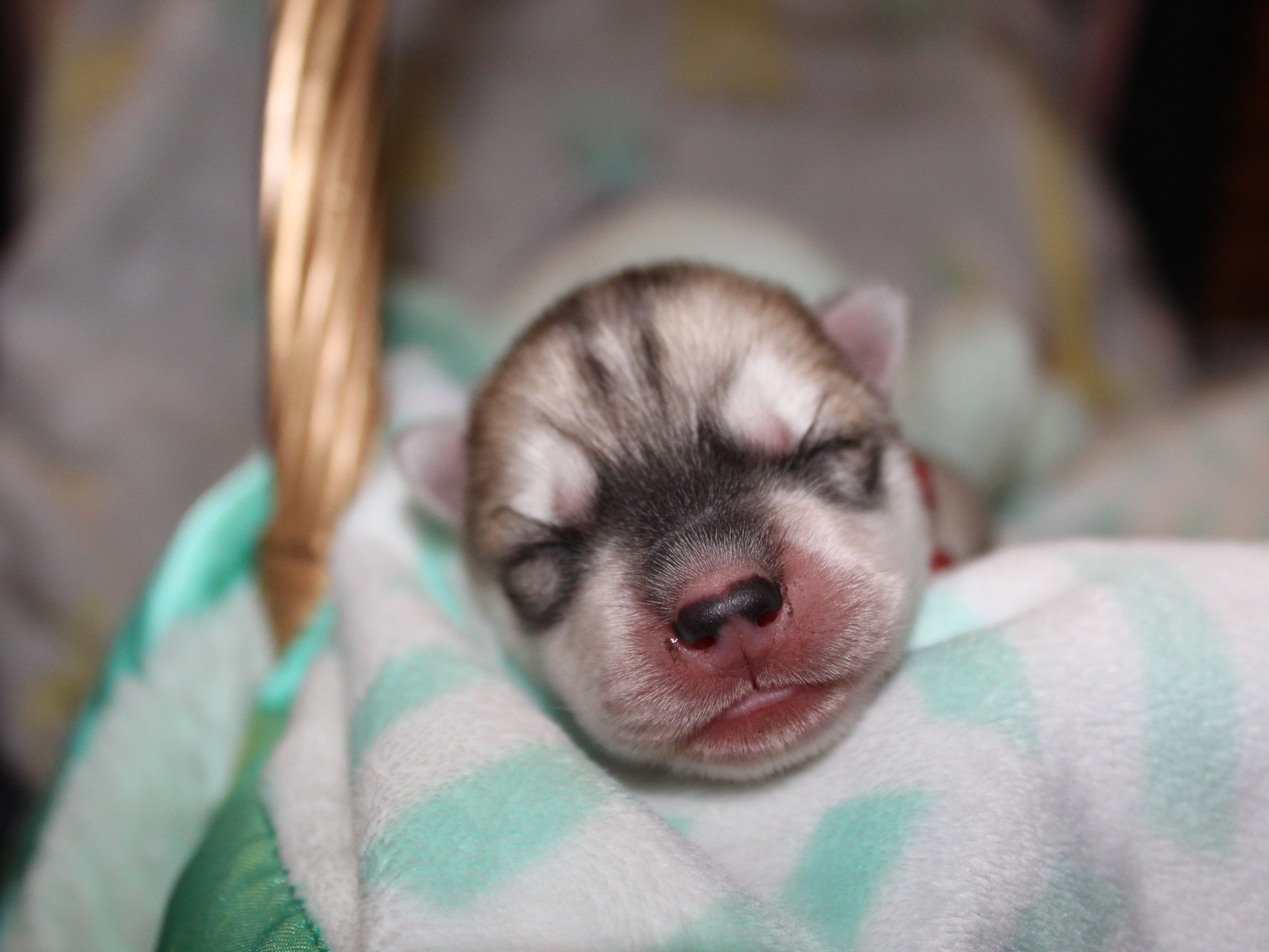 Puppy Preview 4