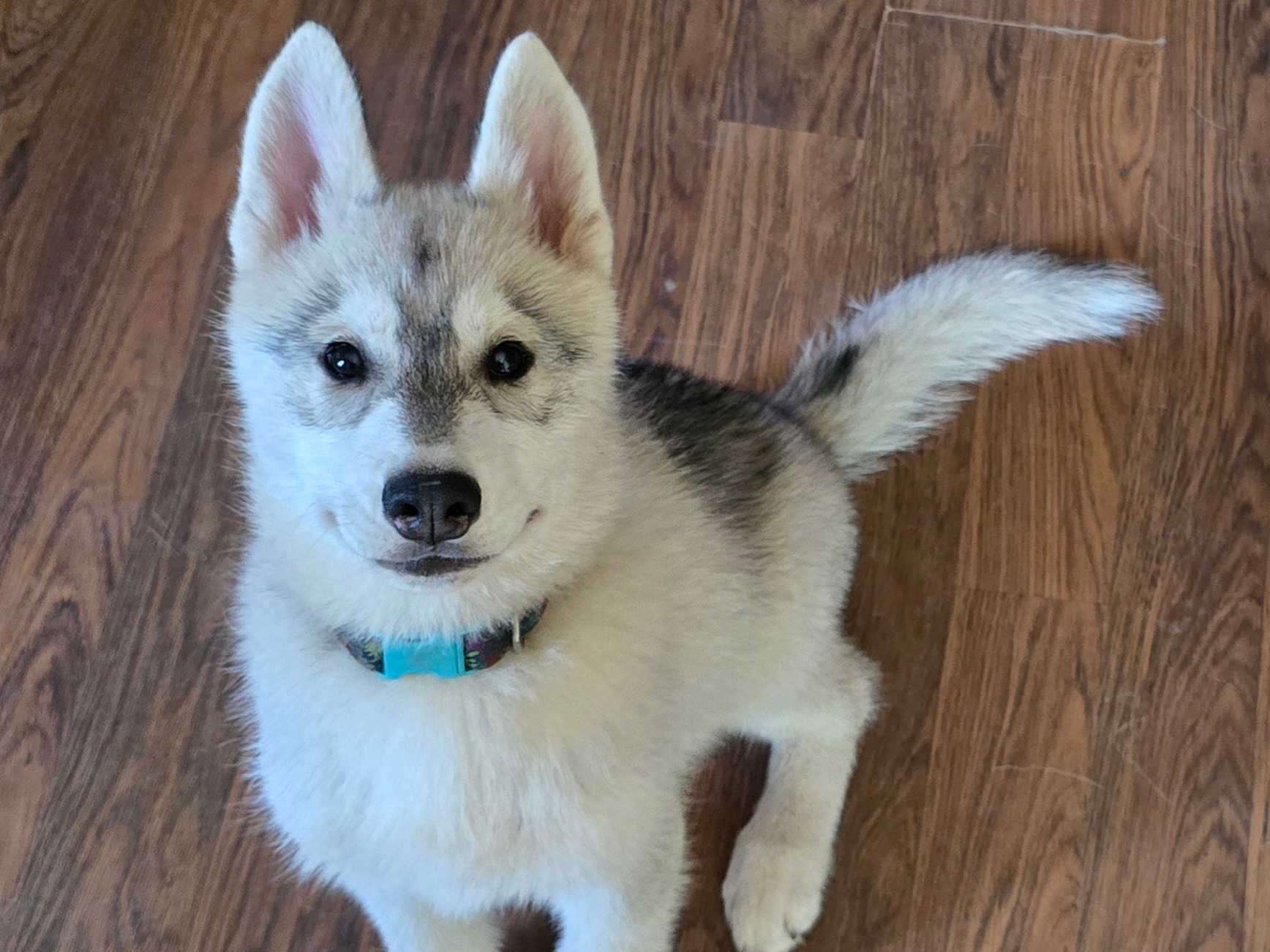 puppy