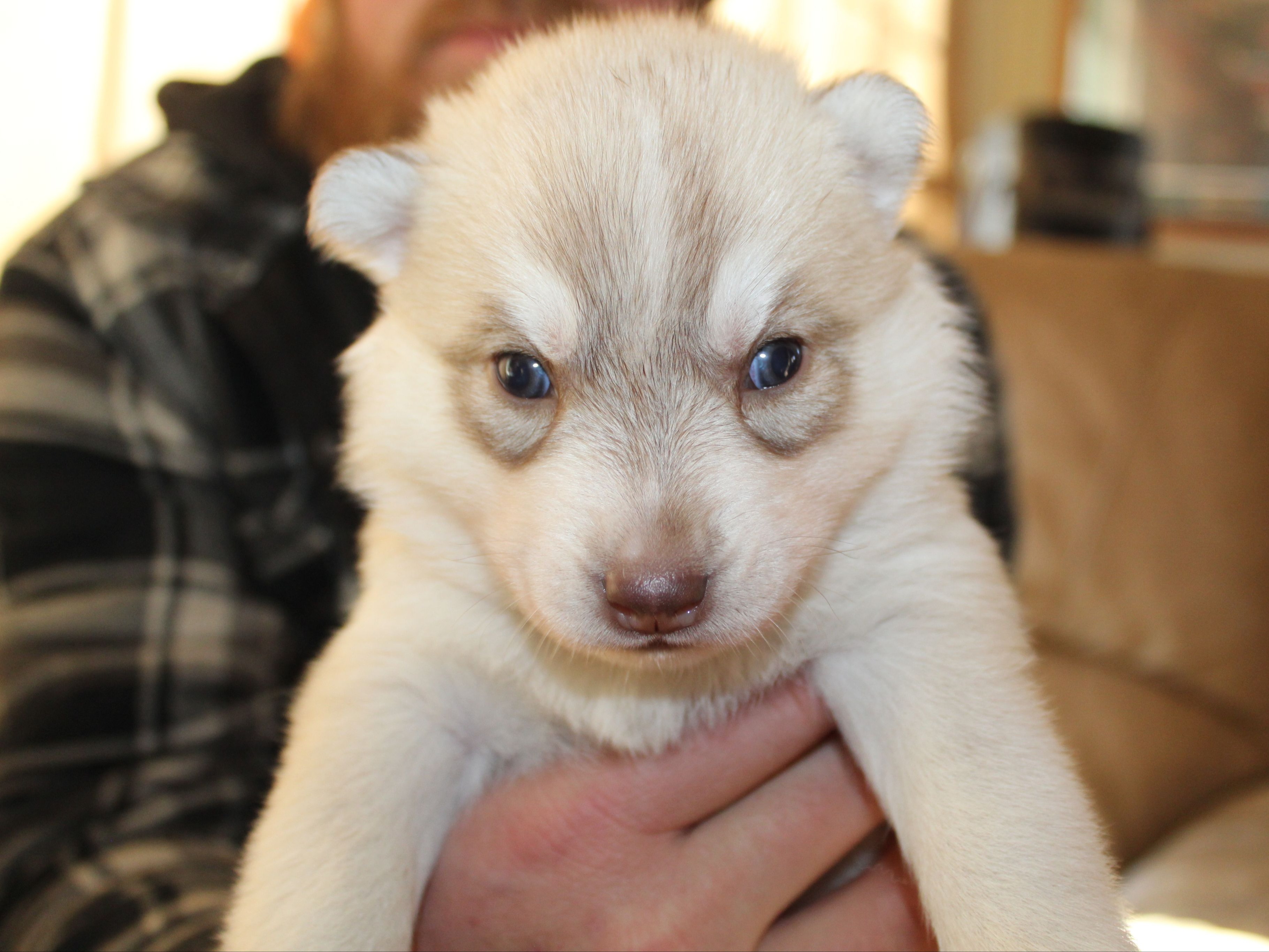 puppy