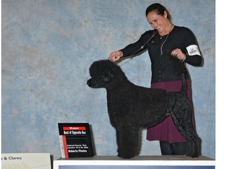 Dog Cleopatra