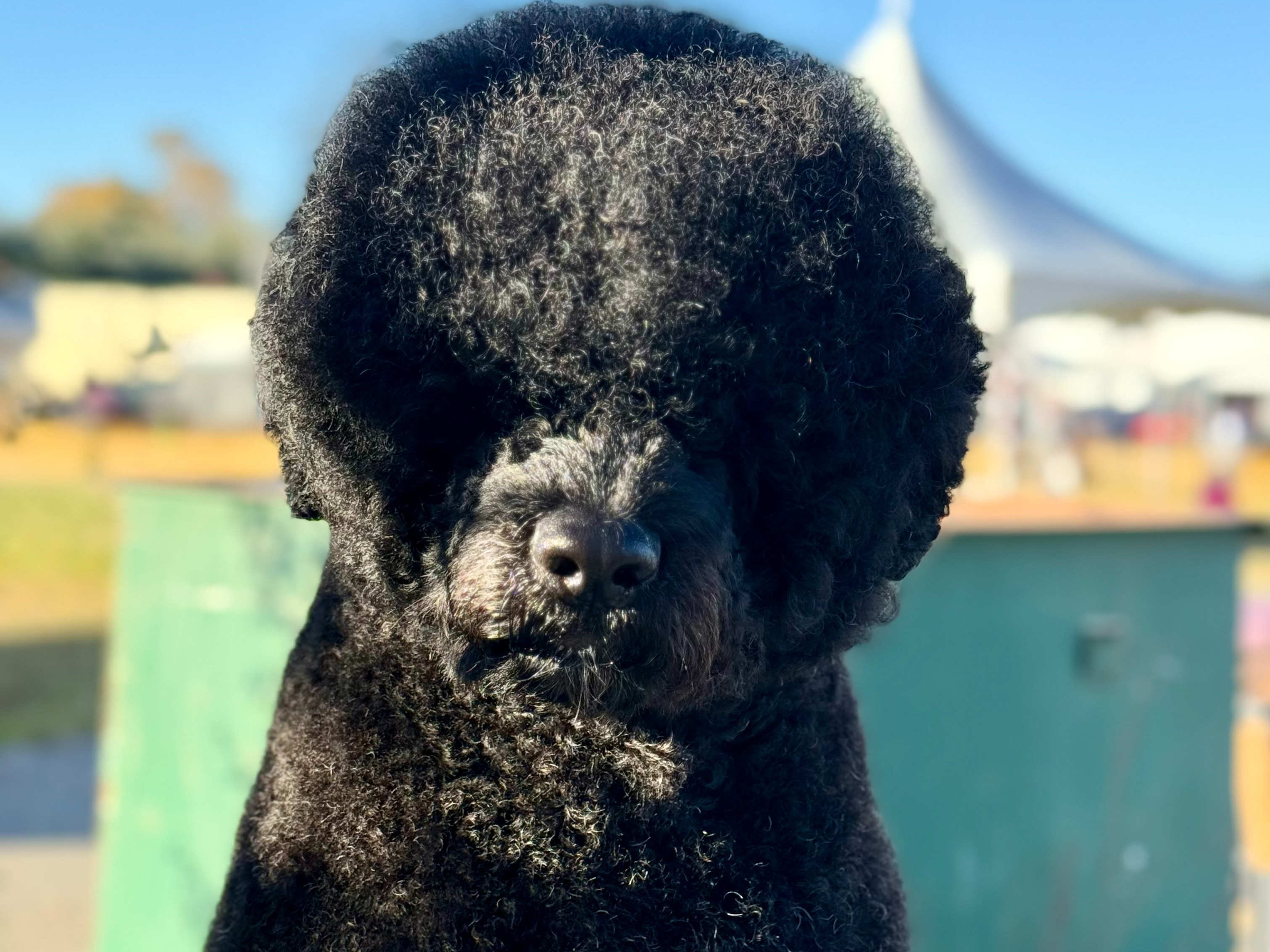 Dog Malibu