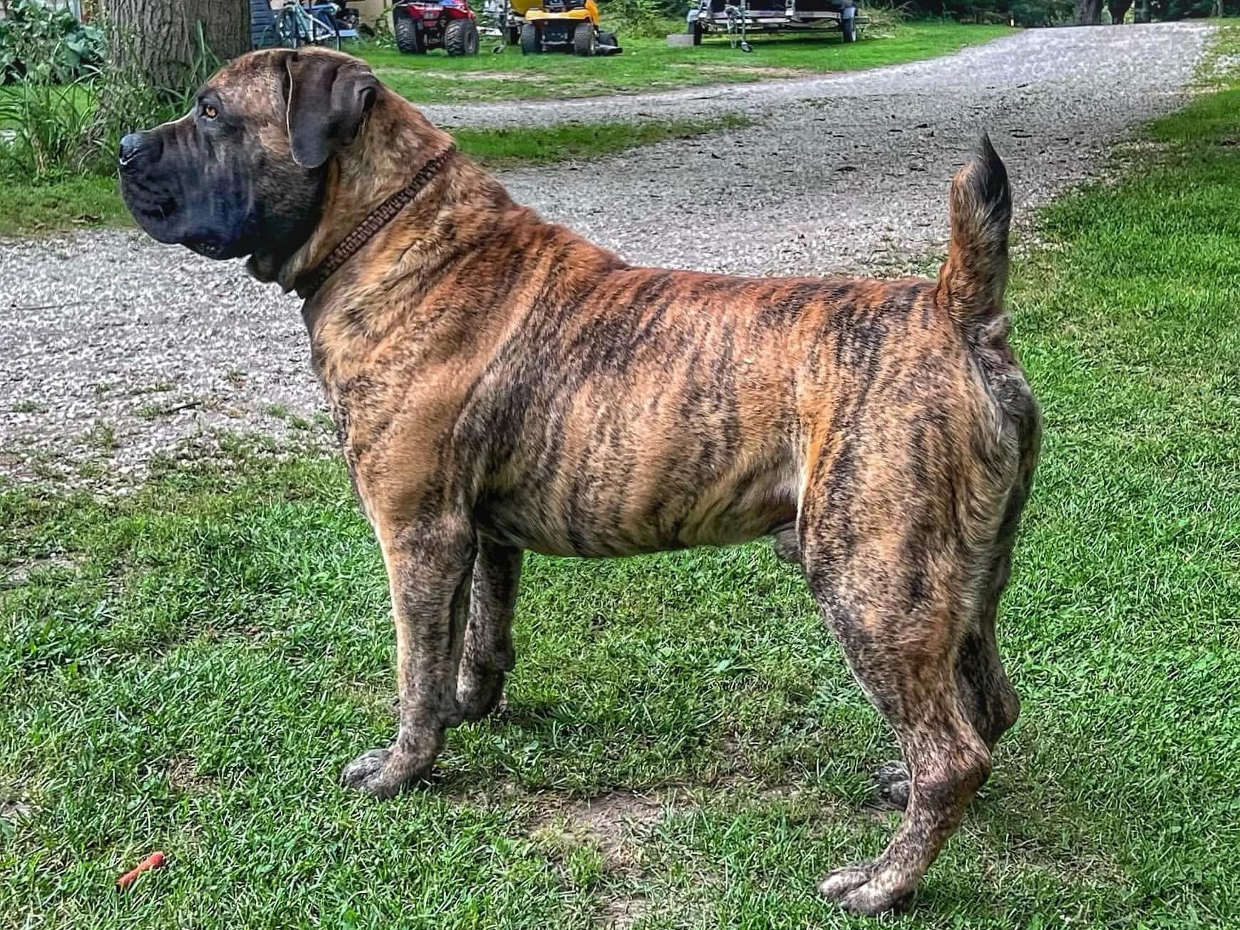 Dog Edwin