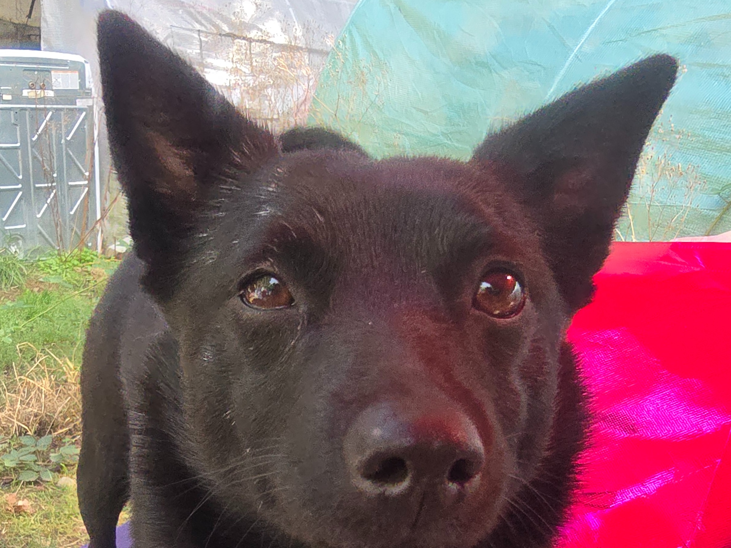 Dog Oktava