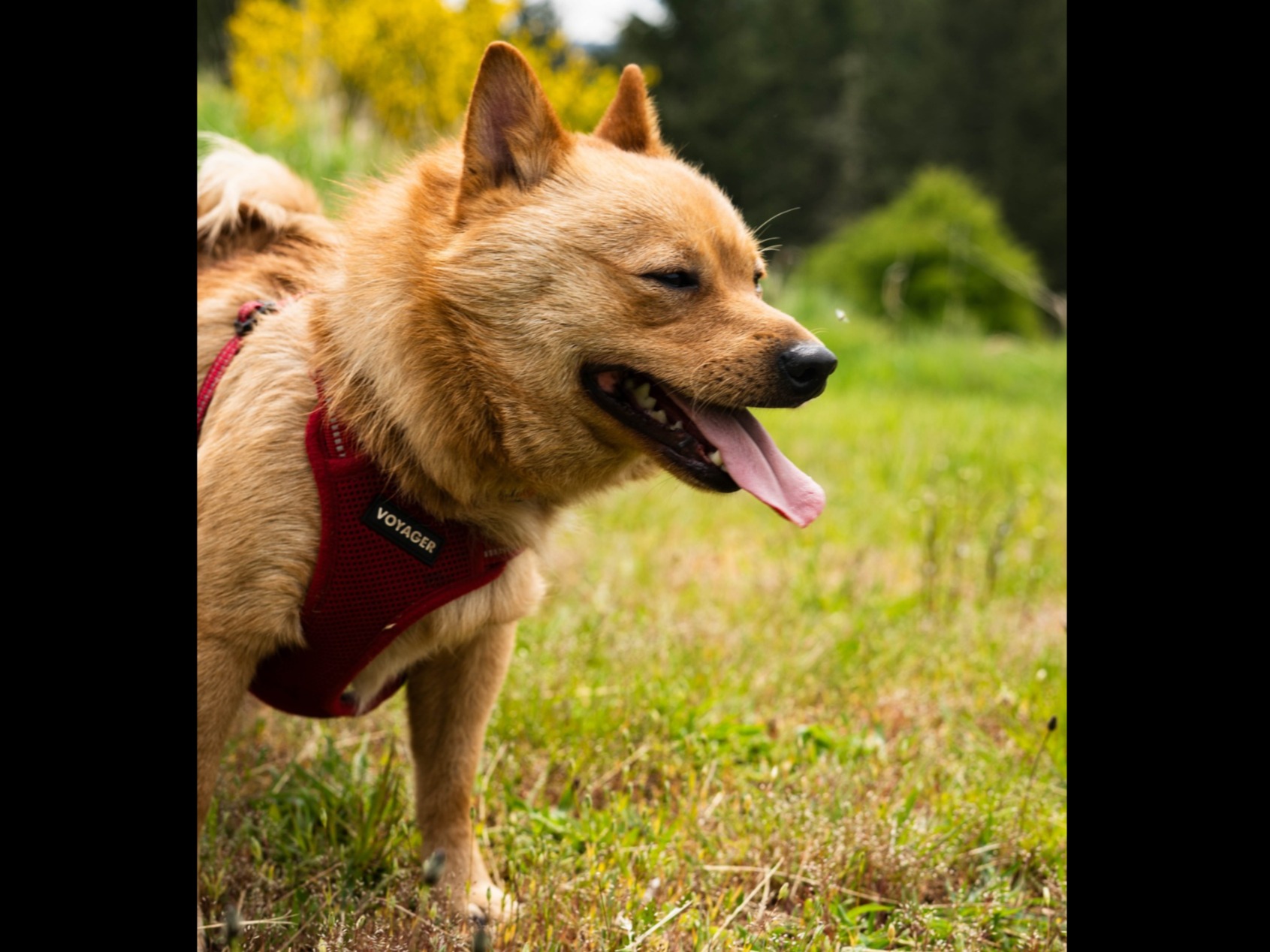 Dog Thunder
