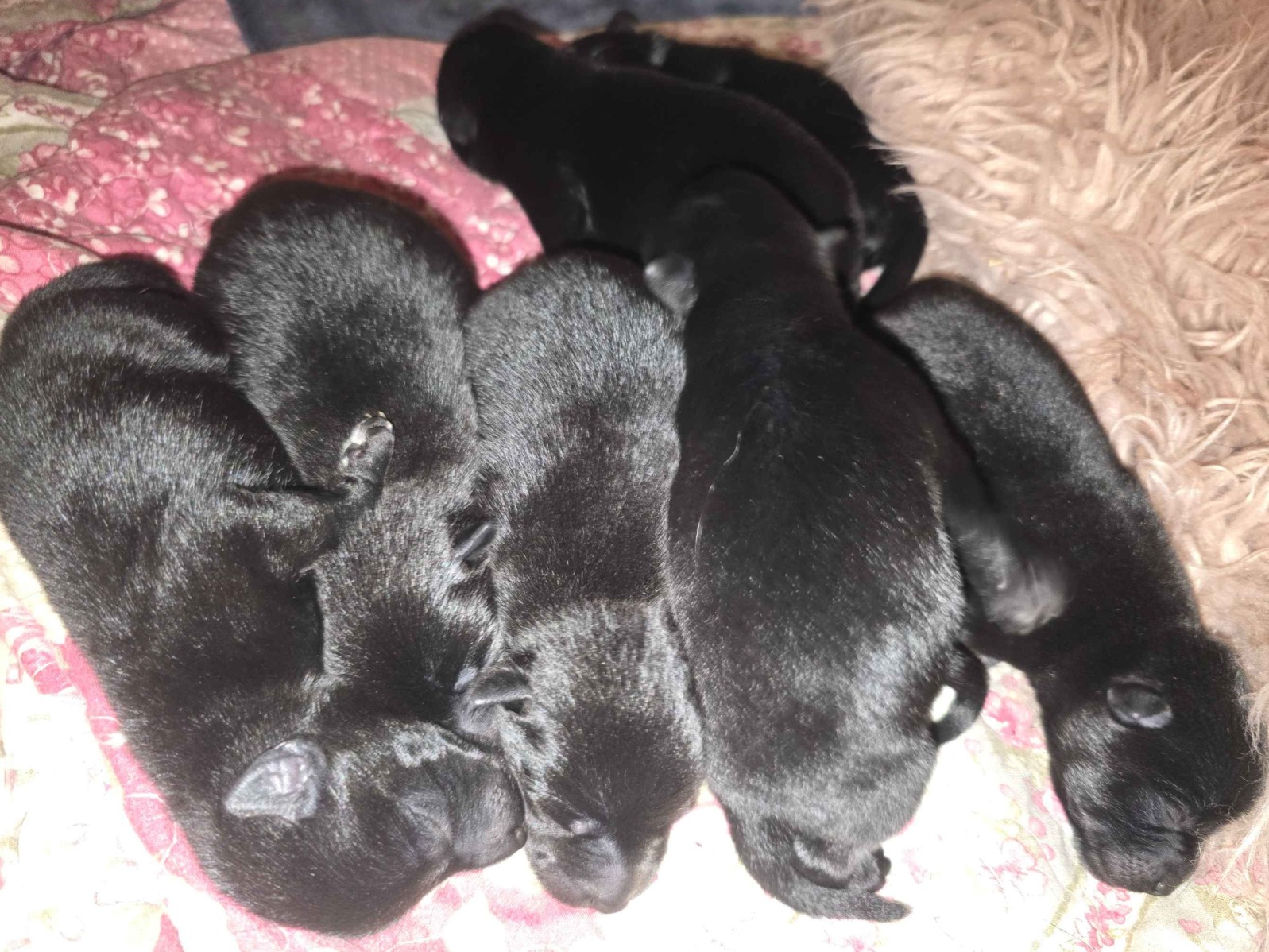 Litter Thunder x Ursa