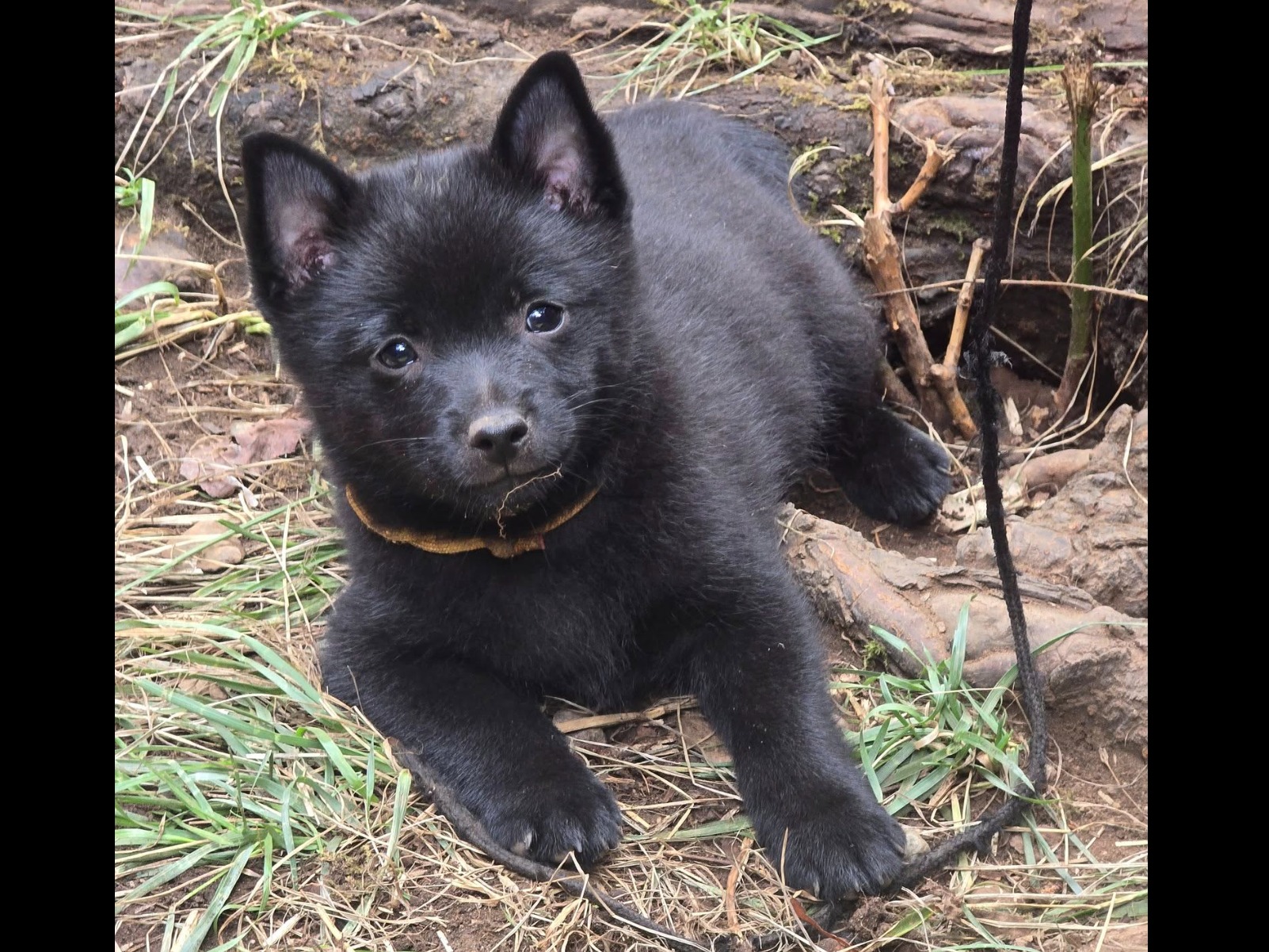 puppy