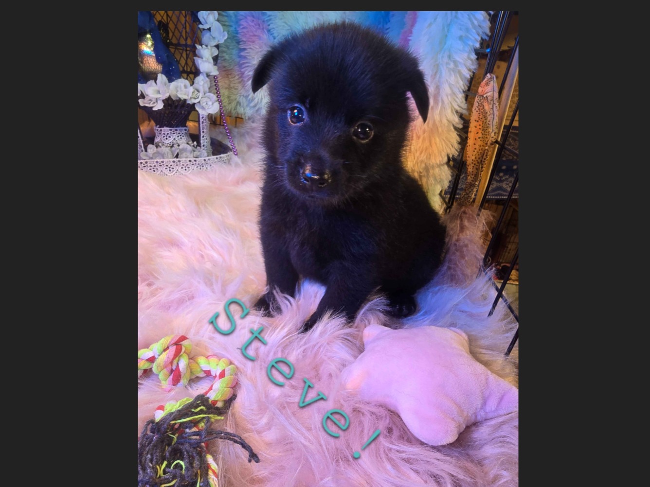 puppy