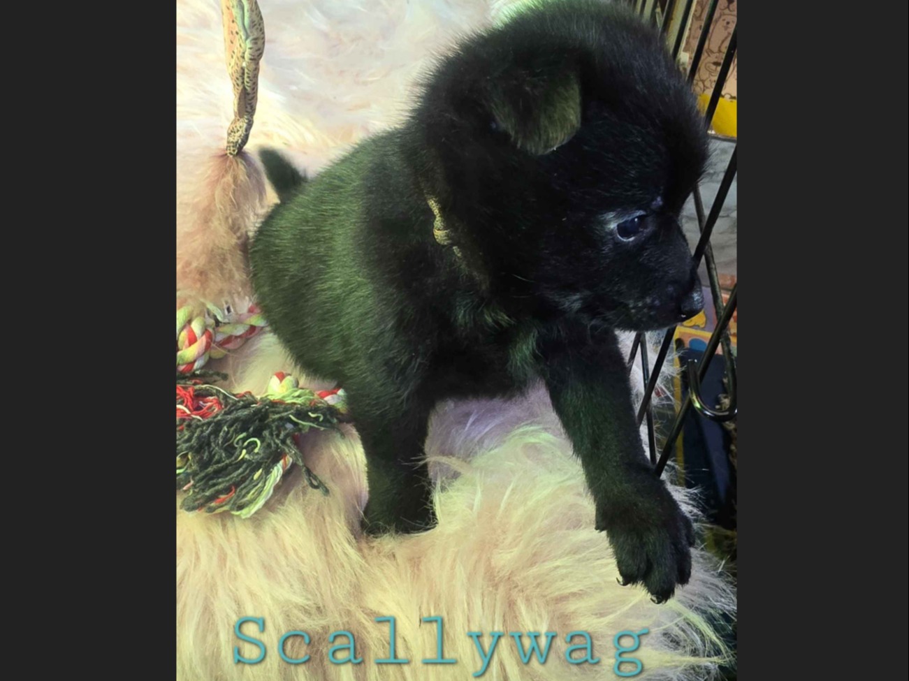 puppy