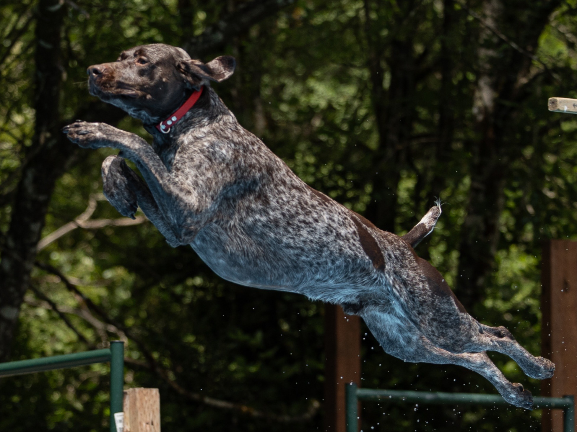 Dog Drake 