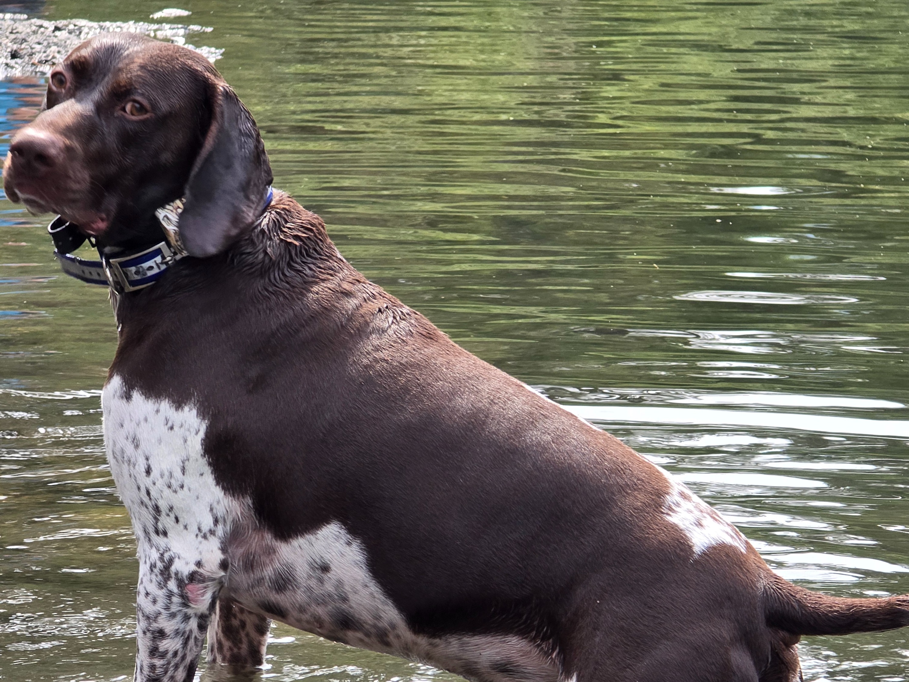 Dog Ruddy