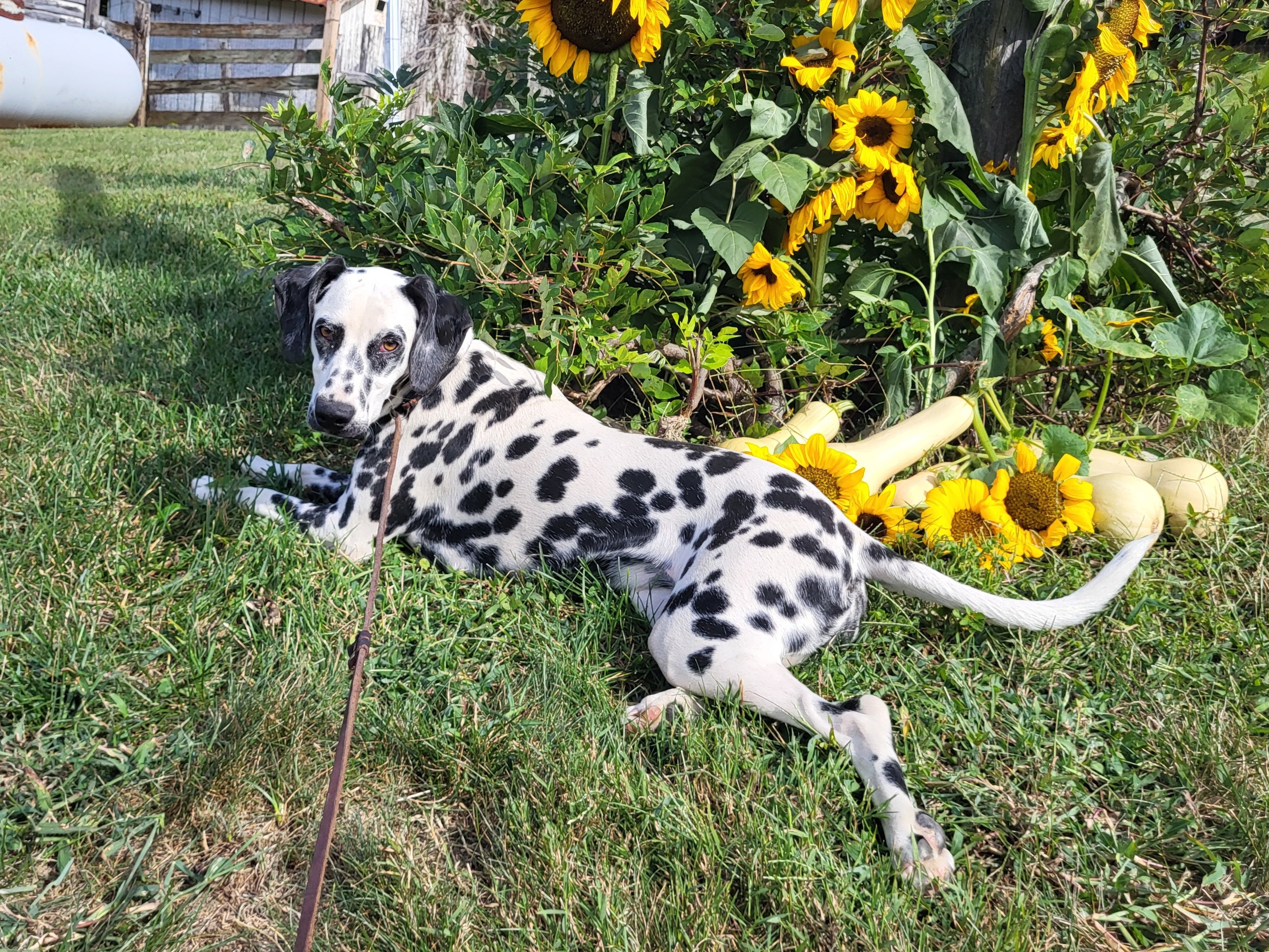 Dog Freckles