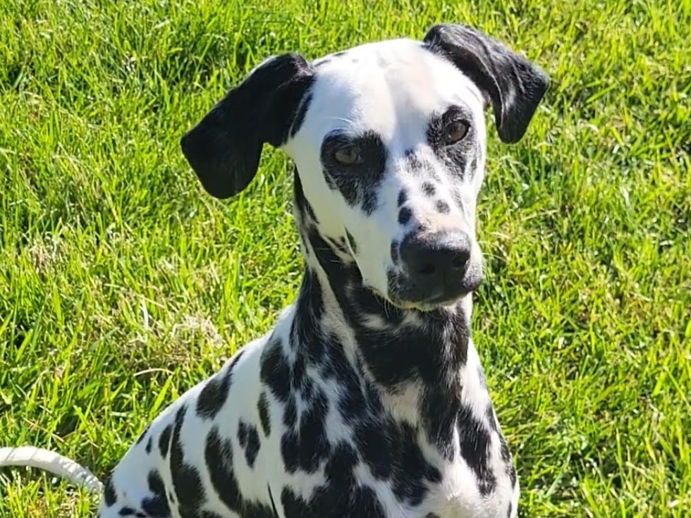 Dog Freckles