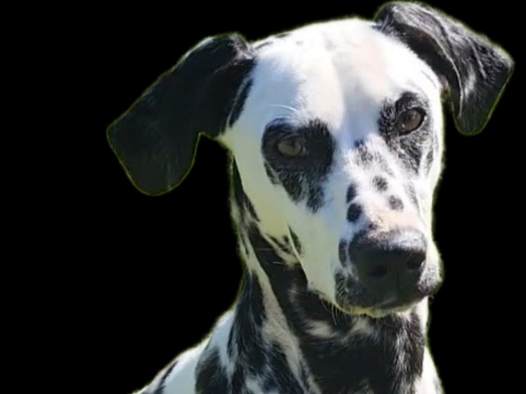 Dog Freckles