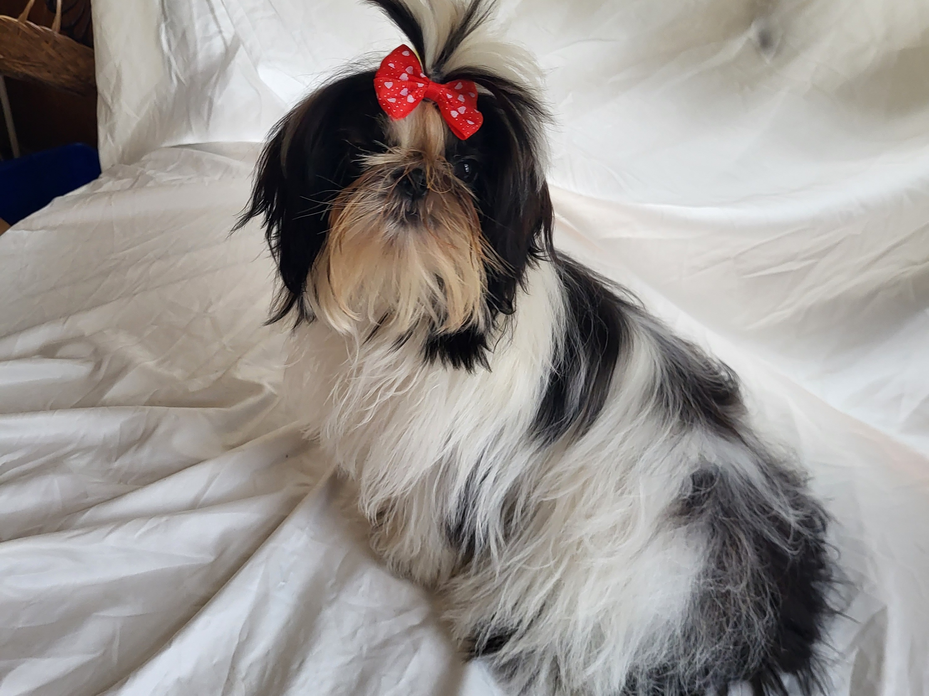 Dog Fancy