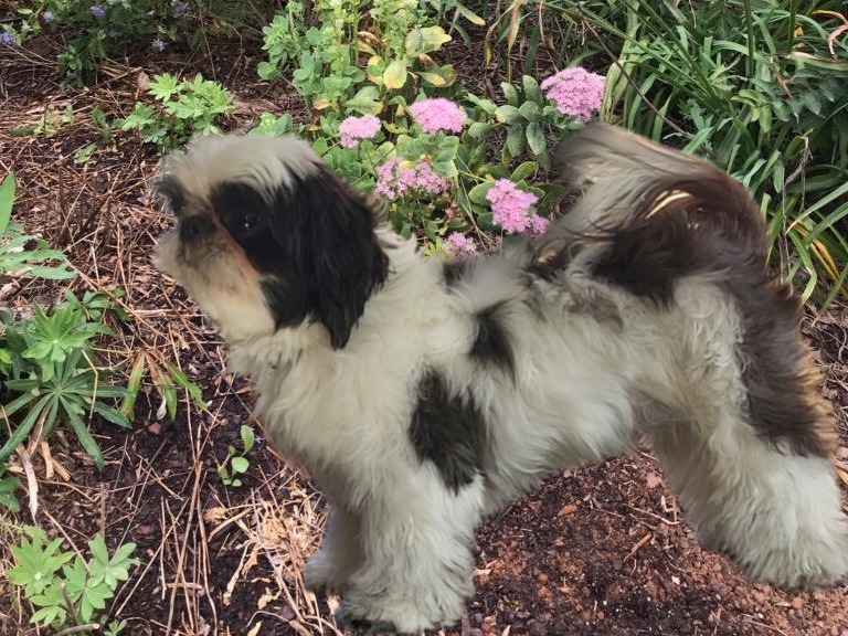 Dog Fancy
