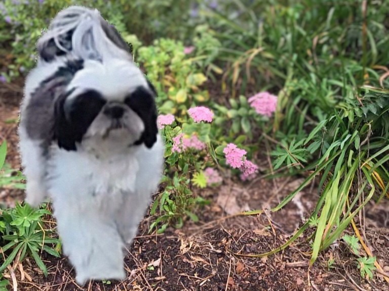 Dog Fancy