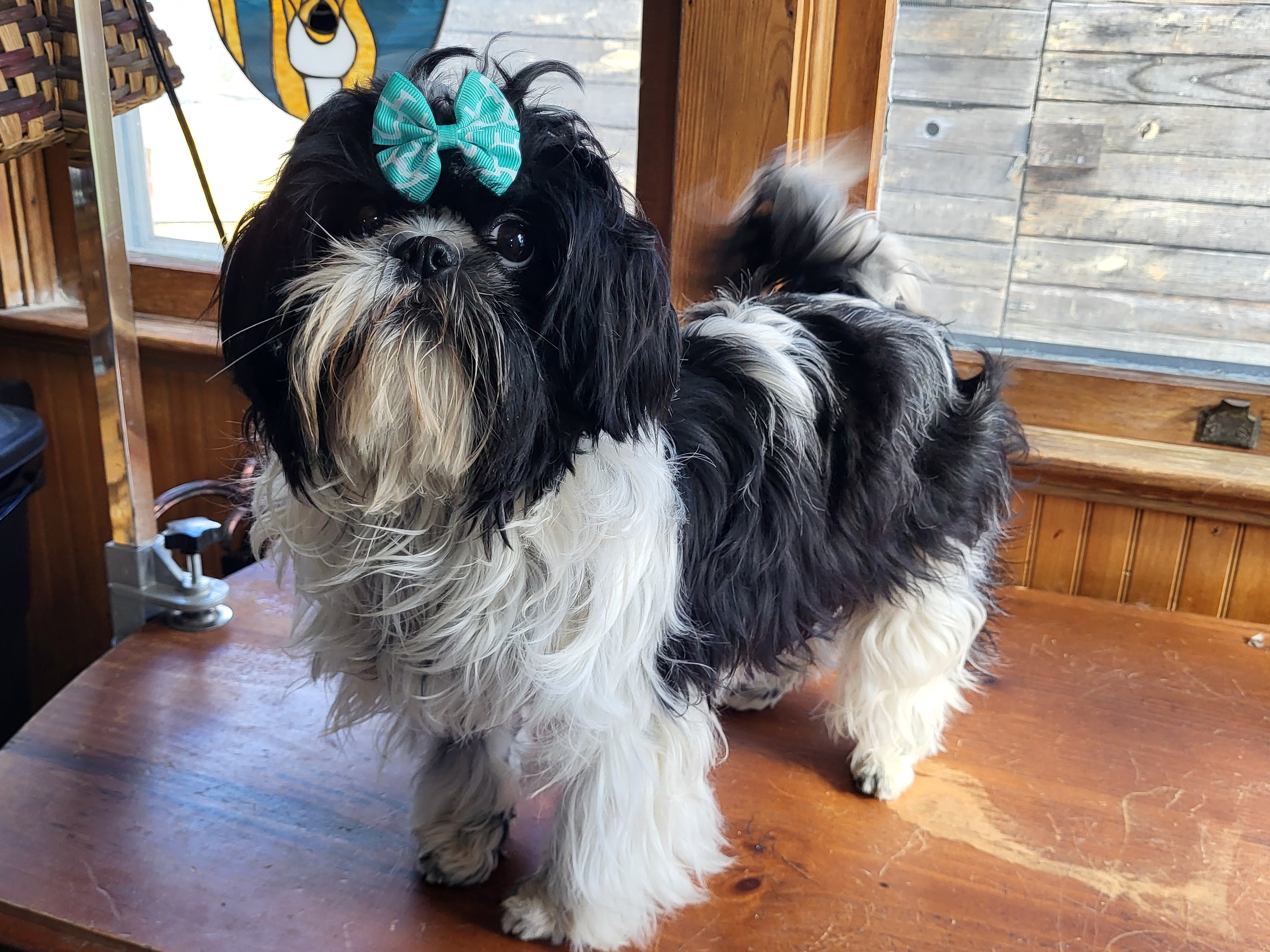 Dog Penny