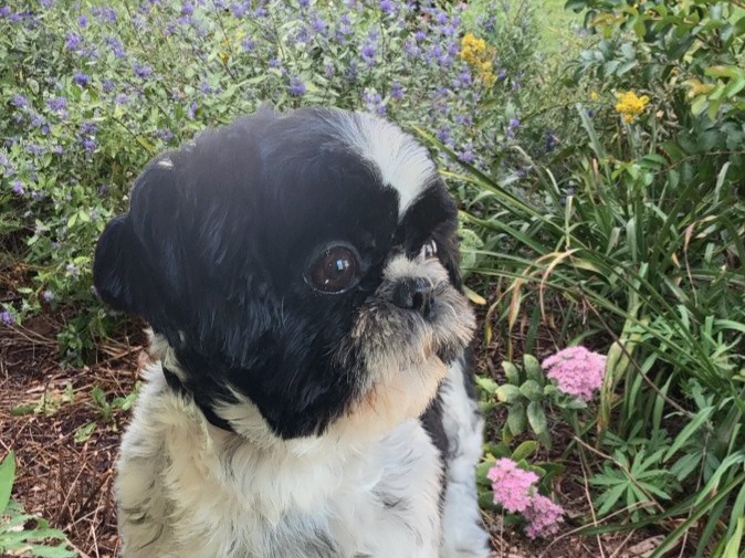Dog Penny