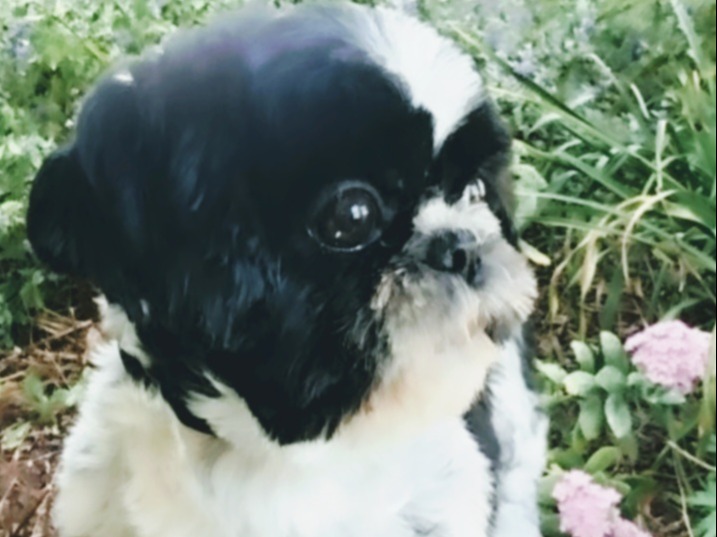 Dog Penny