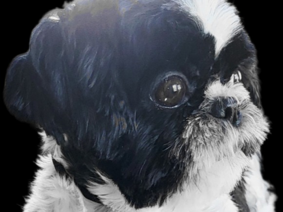 Dog Penny