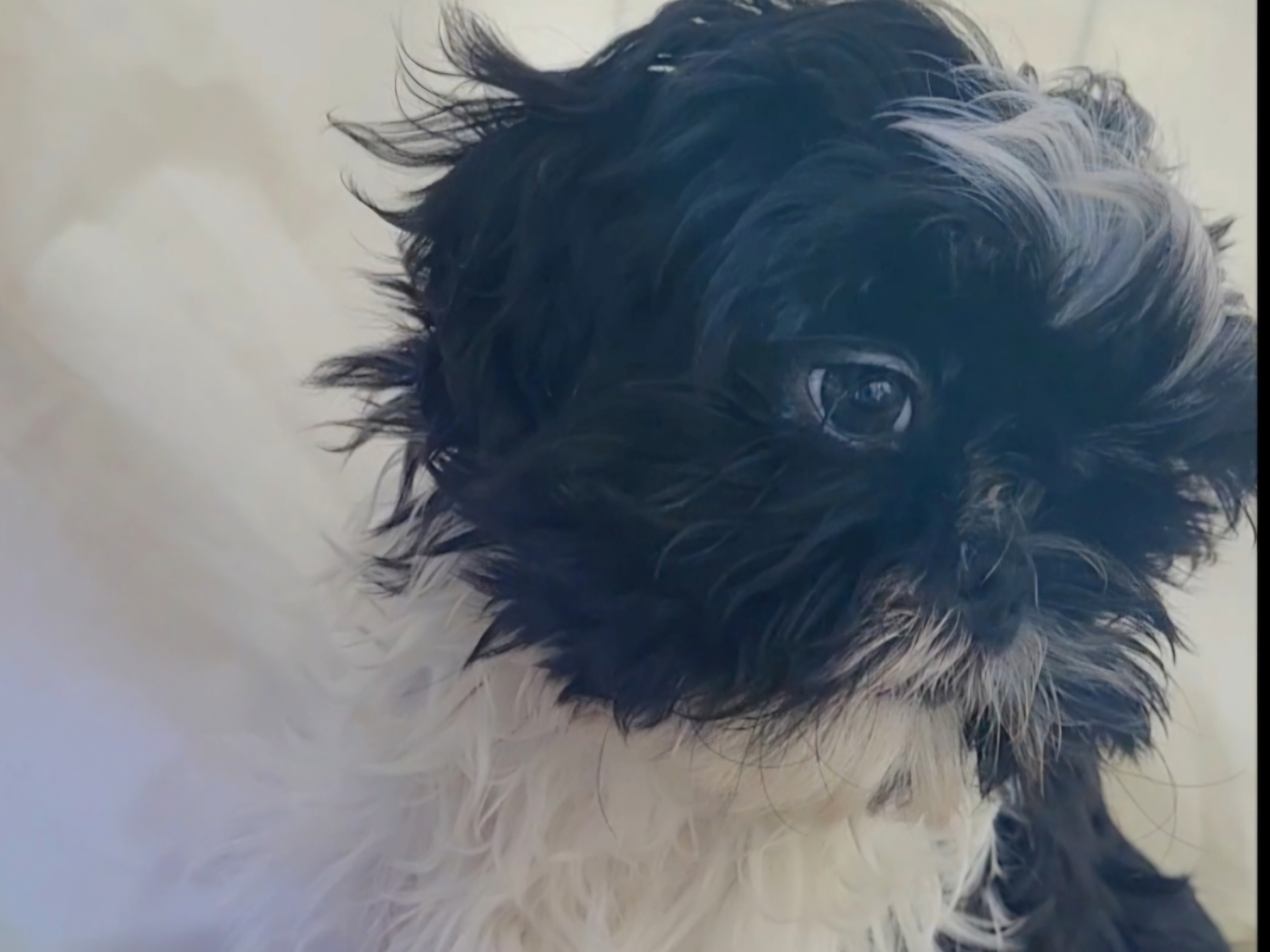 Dog Nova